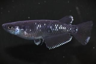 ŷ ڸʪۡ1ɤ᥹1ɤMLDD1008