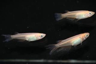  ڸʪۡ1ɤ᥹2ɤMDD1011