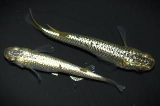 <img class='new_mark_img1' src='https://img.shop-pro.jp/img/new/icons1.gif' style='border:none;display:inline;margin:0px;padding:0px;width:auto;' />��� �ڸ�ʪ�ۡ�����1ɤ�᥹1ɤ��������M��L��DD2201