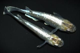 <img class='new_mark_img1' src='https://img.shop-pro.jp/img/new/icons1.gif' style='border:none;display:inline;margin:0px;padding:0px;width:auto;' />�ڸ� �ڸ�ʪ�ۡ�����1ɤ�᥹1ɤ��������M��L��DD2202