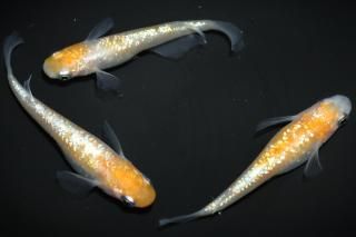 <img class='new_mark_img1' src='https://img.shop-pro.jp/img/new/icons1.gif' style='border:none;display:inline;margin:0px;padding:0px;width:auto;' />������ �ڸ�ʪ�ۡ�����1ɤ�᥹2ɤ��������L��DD2203