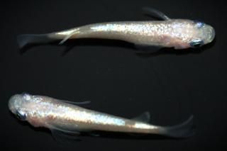 <img class='new_mark_img1' src='https://img.shop-pro.jp/img/new/icons1.gif' style='border:none;display:inline;margin:0px;padding:0px;width:auto;' />�ԥ󥯥��ե�����NEO �ڸ�ʪ�ۡ�����1ɤ�᥹1ɤ��������L��DD2204