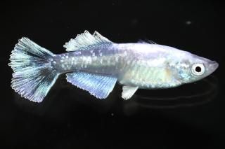 <img class='new_mark_img1' src='https://img.shop-pro.jp/img/new/icons1.gif' style='border:none;display:inline;margin:0px;padding:0px;width:auto;' />���ե��˹� �ڸ�ʪ�ۡ�����1ɤ�᥹1ɤ��������M��L��DD2205