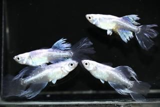 <img class='new_mark_img1' src='https://img.shop-pro.jp/img/new/icons1.gif' style='border:none;display:inline;margin:0px;padding:0px;width:auto;' />�忧�˹���S���졼�ɡ� �ڸ�ʪ�ۡ�����2ɤ�᥹2ɤ��������L��DD2206