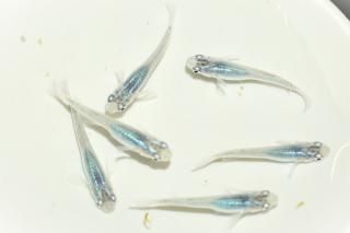 <img class='new_mark_img1' src='https://img.shop-pro.jp/img/new/icons1.gif' style='border:none;display:inline;margin:0px;padding:0px;width:auto;' />���� �ڸ�ʪ�ۡ�����3ɤ�᥹3ɤ��������M��DD2301