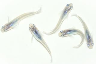 <img class='new_mark_img1' src='https://img.shop-pro.jp/img/new/icons1.gif' style='border:none;display:inline;margin:0px;padding:0px;width:auto;' />������ �ڸ�ʪ�ۡ�����2ɤ�᥹3ɤ��������M��L��DD2302