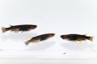 <img class='new_mark_img1' src='https://img.shop-pro.jp/img/new/icons1.gif' style='border:none;display:inline;margin:0px;padding:0px;width:auto;' />�޼�typeR �ڸ�ʪ�ۡ�����1ɤ�᥹2ɤ��������M��L��DD2304