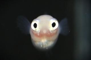 <img class='new_mark_img1' src='https://img.shop-pro.jp/img/new/icons1.gif' style='border:none;display:inline;margin:0px;padding:0px;width:auto;' />�ݥ˥�ʥإåɥ饤�ȷ����� �ڸ�ʪ�ۡ�����1ɤ�᥹1ɤ��������M��DD2305