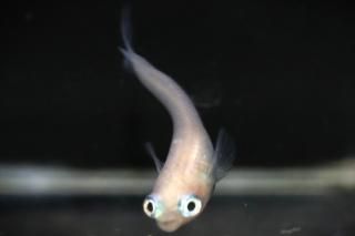 <img class='new_mark_img1' src='https://img.shop-pro.jp/img/new/icons1.gif' style='border:none;display:inline;margin:0px;padding:0px;width:auto;' />�ݥ˥�ʥإåɥ饤�ȷ����� �ڸ�ʪ�ۡ�����1ɤ�᥹1ɤ��������M��DD2306