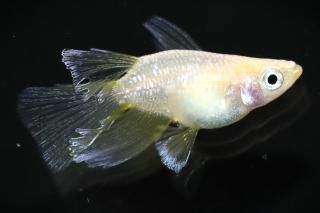 <img class='new_mark_img1' src='https://img.shop-pro.jp/img/new/icons1.gif' style='border:none;display:inline;margin:0px;padding:0px;width:auto;' />�ե����ȥ��������ꥢ����󥰥ե������� �ڸ�ʪ�ۡ�����1ɤ��������M��L��DD2801