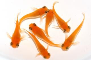 <img class='new_mark_img1' src='https://img.shop-pro.jp/img/new/icons1.gif' style='border:none;display:inline;margin:0px;padding:0px;width:auto;' />�����̵��ޡ������̵��ޥ���� �ڸ�ʪ�ۡ�����3ɤ�᥹4ɤ��������M��L��DD2802