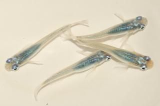 ���� �ڸ�ʪ�ۡ�����2ɤ�᥹2ɤ��������M��L��DD1220