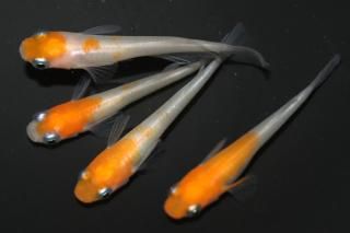 <img class='new_mark_img1' src='https://img.shop-pro.jp/img/new/icons1.gif' style='border:none;display:inline;margin:0px;padding:0px;width:auto;' />Į ڸʪۡ2ɤ᥹2ɤMLDD1219