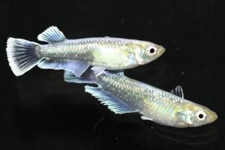 <img class='new_mark_img1' src='https://img.shop-pro.jp/img/new/icons1.gif' style='border:none;display:inline;margin:0px;padding:0px;width:auto;' />ᥭ ڸʪۡ1ɤ᥹1ɤMLDD1218