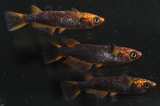 <img class='new_mark_img1' src='https://img.shop-pro.jp/img/new/icons1.gif' style='border:none;display:inline;margin:0px;padding:0px;width:auto;' />޼typeR ڸʪۡ1ɤ᥹2ɤMLDD1215