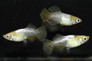 ����ҥ���Ⱦ����� �ڸ�ʪ�ۡ�����1ɤ�᥹2ɤ��������M��L��DD1211