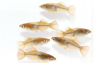 ����ҥ��ꥷ�硼�ȡ�Ⱦ����� �ڸ�ʪ�ۡ�����3ɤ�᥹3ɤ��������L��DD1210