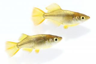 ����ҥ���Ⱦ����� �ڸ�ʪ�ۡ�����1ɤ�᥹1ɤ��������L��DD1209