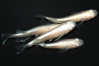 ӥδǷ ڸʪۡ2ɤ᥹2ɤLDD1208