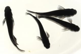 <img class='new_mark_img1' src='https://img.shop-pro.jp/img/new/icons1.gif' style='border:none;display:inline;margin:0px;padding:0px;width:auto;' /> ڸʪۡ2ɤ᥹2ɤMLDD1207