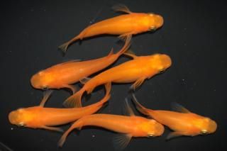 �̵��ޡ����� �ڸ�ʪ�ۡ�����2ɤ�᥹4ɤ��������L��DD1206