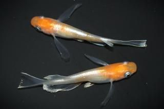 �����γ����ꥢ����󥰥ե��� �ڸ�ʪ�ۡ�����1ɤ�᥹1ɤ��������M��L��DD1205