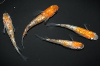 ������� �ڸ�ʪ�ۡ�����2ɤ�᥹2ɤ��������M��L��DD1204