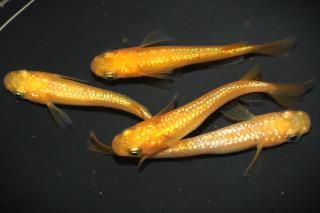 ����󥸥�� �ڸ�ʪ�ۡ�����2ɤ�᥹2ɤ��������M��L��DD1203