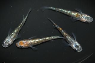 <img class='new_mark_img1' src='https://img.shop-pro.jp/img/new/icons1.gif' style='border:none;display:inline;margin:0px;padding:0px;width:auto;' />ꥷ ڸʪۡ2ɤ᥹2ɤMLDD1201