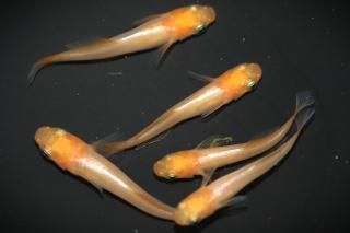 ��ɱ �ڸ�ʪ�ۡ�����2ɤ�᥹3ɤ��������M��L��DD1310