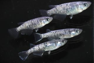 ����Ƿ�������� �ڸ�ʪ�ۡ�����2ɤ�᥹2ɤ��������M��L��DD1309