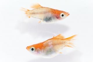 �ȥҥ������� �ڸ�ʪ�ۡ�����1ɤ�᥹1ɤ��������M��L��DD1308