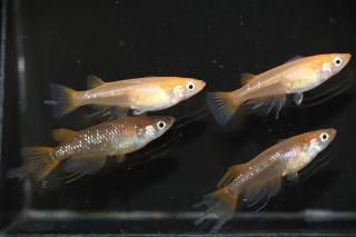 ���¹��򥹥�����߹�驥������F1 �ڸ�ʪ�ۡ�����2ɤ�᥹2ɤ��������M��L��DD1307