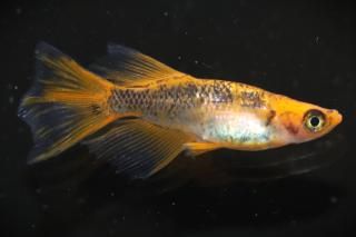 ��驥ꥢ����󥰥ե��� �ڸ�ʪ�ۡ�����1ɤ�᥹1ɤ��������M��L��DD1306