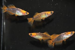 ��� �ڸ�ʪ�ۡ�����2ɤ�᥹2ɤ��������M��L��DD1305