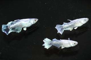 ���쥹�ȡߥ���ǥ����磻�ɥե���F1�ʥ���饤�� �ڸ�ʪ�ۡ�����1ɤ�᥹2ɤ��������M��L��DD1303