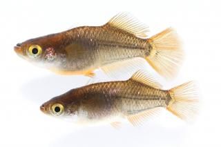 ����ҥ���Ⱦ����� �ڸ�ʪ�ۡ�����1ɤ�᥹1ɤ��������L��DD1301