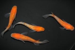 ���ڡ�Bɽ���� �ڸ�ʪ�ۡ�����2ɤ�᥹2ɤ��������M��L��DD1412