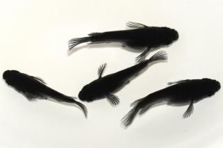 ������Ⱦ����� �ڸ�ʪ�ۡ�����2ɤ�᥹2ɤ��������M��DD1411