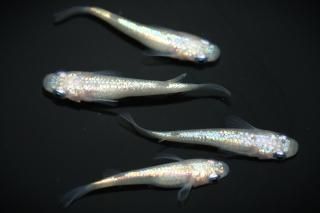 �ԥ󥯥��ե�����NEO �ڸ�ʪ�ۡ�����2ɤ�᥹2ɤ��������M��L��DD1410