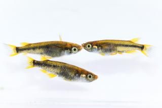 �֥��åƥ� �ڸ�ʪ�ۡ�����1ɤ�᥹2ɤ��������M��L��DD1409