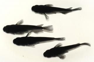 <img class='new_mark_img1' src='https://img.shop-pro.jp/img/new/icons1.gif' style='border:none;display:inline;margin:0px;padding:0px;width:auto;' />���������硼�� �ڸ�ʪ�ۡ�����2ɤ�᥹2ɤ��������M��DD1408