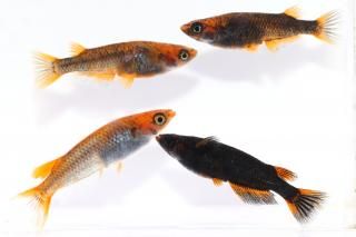 �޼�typeR �ڸ�ʪ�ۡ�����2ɤ�᥹2ɤ��������L��DD1407