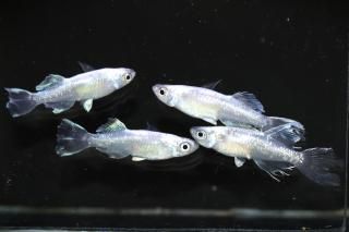 ���ե��˹���Bɽ���� �ڸ�ʪ�ۡ�����1ɤ�᥹3ɤ��������L��DD1406