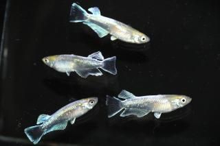 �ޥꥢ�����奭�å��󥰥磻�ɥե��� �ڸ�ʪ�ۡ�����2ɤ�᥹2ɤ��������L��DD1405