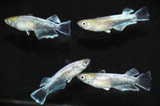 ���ᥭ�� �ڸ�ʪ�ۡ�����2ɤ�᥹2ɤ��������M��L��DD1404