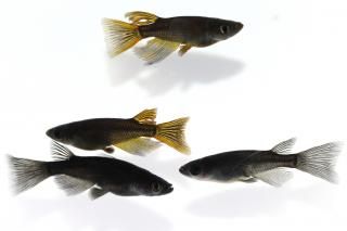 �֥�å����֥�å�����ꥢ����󥰥ե��� �ڸ�ʪ�ۡ�����2ɤ�᥹2ɤ��������M��L��DD1403