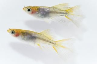 <img class='new_mark_img1' src='https://img.shop-pro.jp/img/new/icons1.gif' style='border:none;display:inline;margin:0px;padding:0px;width:auto;' />����Ʃ���ڥꥢ����󥰥ե���ҥ��� �ڸ�ʪ�ۡ�����1ɤ�᥹1ɤ��������L��DD1402