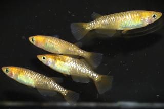 ����ϥ������ڡʥҥ�������� �ڸ�ʪ�ۡ�����2ɤ�᥹2ɤ��������M��L��DD1401