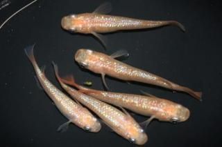 ������ �ڸ�ʪ�ۡ�����2ɤ�᥹3ɤ��������L��DD1502